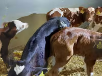 Goveda (partija, pol nije naveden), Simmental cattle — fotografija 3