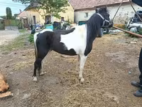 Égua, Cavalos — foto 2