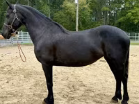Kobila, Friesian — fotografija 1