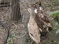 إنديان رانر — الصورة 7