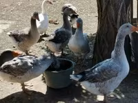 Geese — Foto 3
