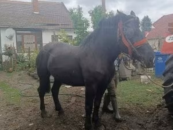 Kobyła, Konie — Węgry