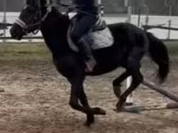 Aygʻir, Hungarian horse breed — 5-rasm