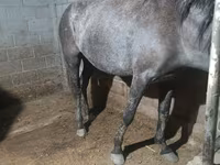 Kobila, Budyonny horse — fotografija 2