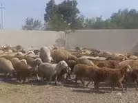 Bélier, Rhon sheep — photo 2