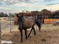 घोड़ा, Hucul pony — फ़ोटो 1