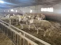 Вівця, Ile-de-France sheep — фото 1