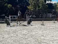Pastuv, Oldenburg horse — fotografija 3