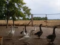 Geese — 照片 1