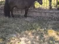雄馬, Australian Pony — 写真 7