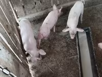 猪（批次，未指定性别）, Крупная белая — 照片 3