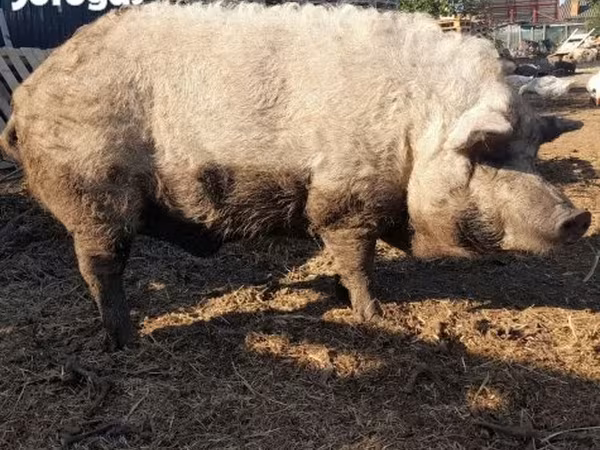 Vepar, Мангалица