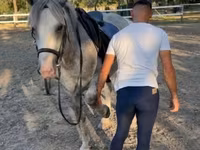 Hengst, Pferde — Foto 4
