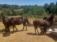 雌馬, Hucul pony — 写真 1