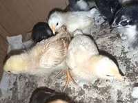 Chickens — Foto 2