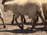 Ovan, Hampshire sheep — fotografija 2