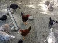 Turkeys — zdjęcie 3