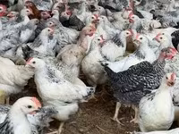Chickens — 写真 4