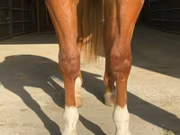 Pastuv, Quarter Horse — fotografija 4