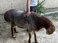 绵羊（批次，未指定性别）, Sheep — 照片 6