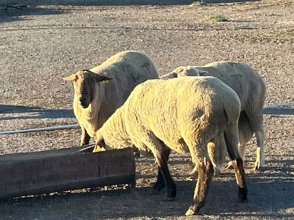 Ovan, Hampshire sheep