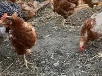 Chickens — fotografija 2