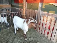 Boucs, Boer goat — photo 2