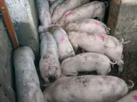 公猪, Pigs — 照片 3