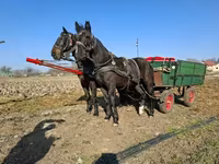 Stute, Nonius horse — Foto 2