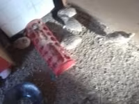 Quails — Foto 2