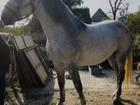 Kobila, Andalusian horse — fotografija 1
