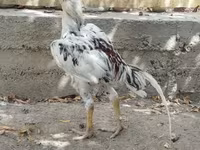 Chickens — fotografija 3
