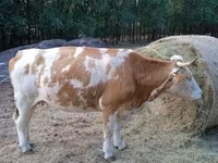 Cow, Simmental cattle — photo 4
