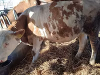 Krava, Simmental cattle — fotografija 3
