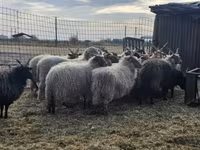 公羊, Racka sheep — 照片 2