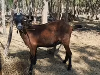 बकरी, Nubian Goat — फ़ोटो 2