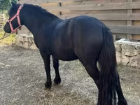 Cavalo, Cavalos — foto 3