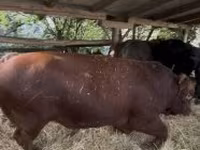 Toro, Raza Holstein — foto 3