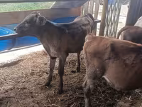 Krava, Simmental cattle — fotografija 5