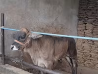 Bik, Brahman — fotografija 2