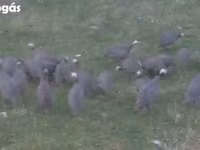 Guinea fowl — الصورة 2