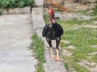Japanski bantam — fotografija 7