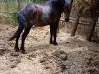 Jument, Chevaux — photo 4