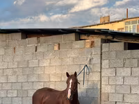 Cavalo, Friesian sport horse — foto 3