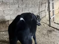 मवेशी (लॉट, लिंग निर्दिष्ट नहीं), Russian Black pied cattle — फ़ोटो 8