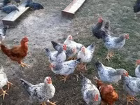 Chickens — फ़ोटो 2