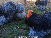 Kočin — fotografija 3
