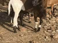 كبش, Cameroon sheep — الصورة 1