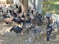 Turkeys — fotografija 4