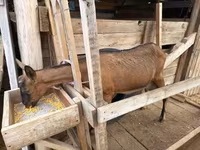 Cabra, Alpine goat — foto 4